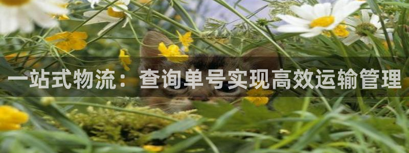 豪门国际加拿大开奖：一站式物流：查询