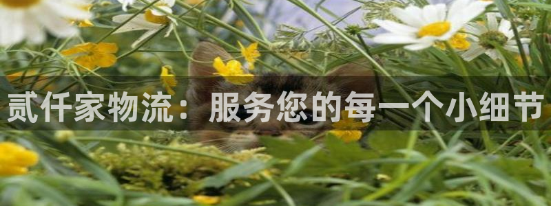 加拿大豪门国际数字规则