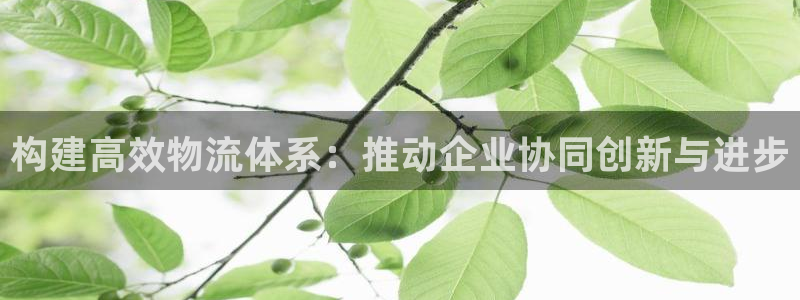 豪门国际注册地址：构建高效物流体系：